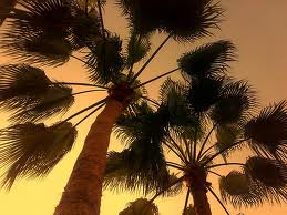 palm trees-yathrib