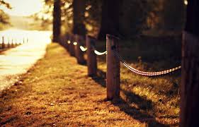 fence in nature