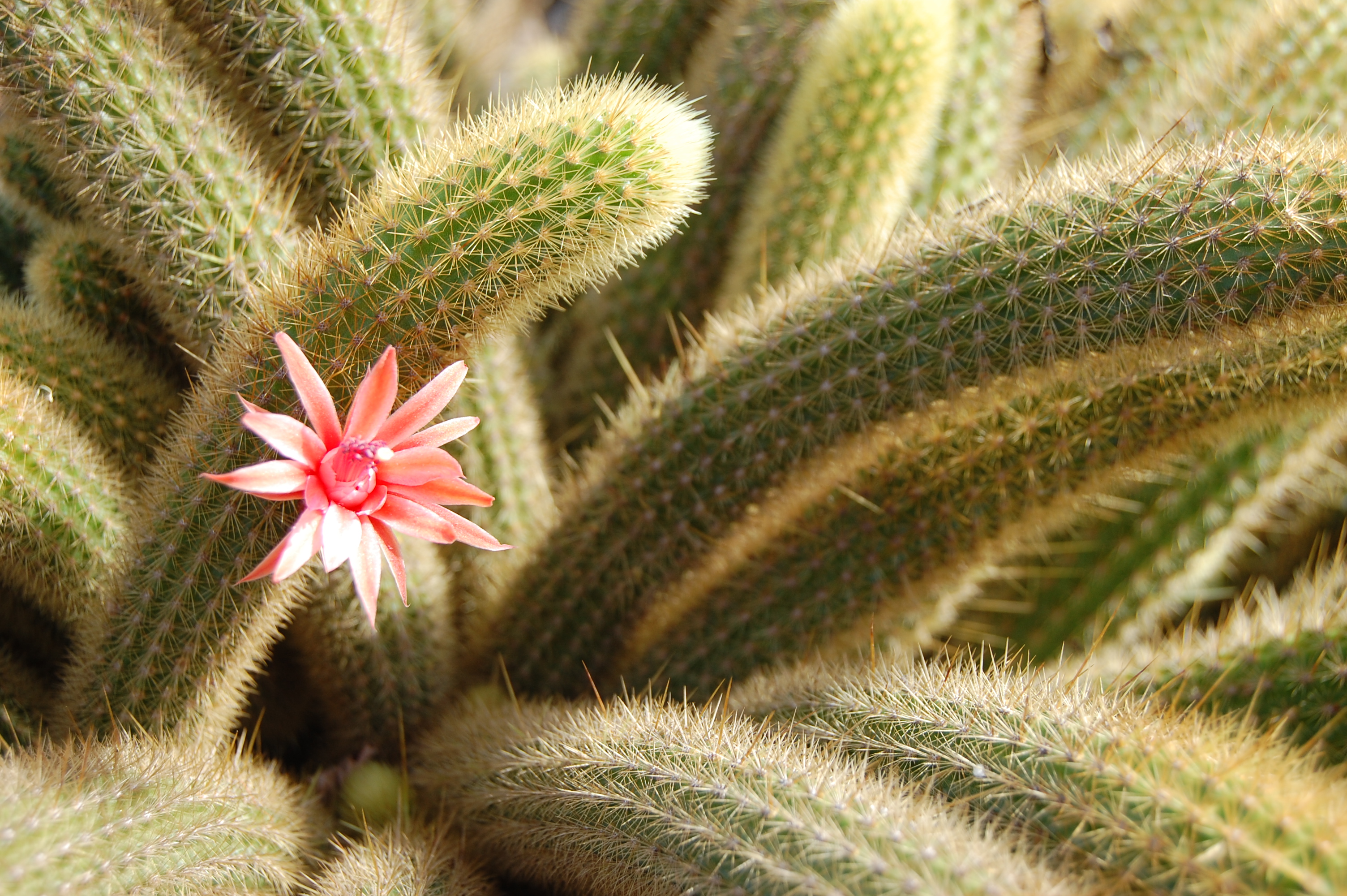 flower among thorns