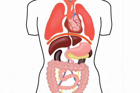 What Happens to Your Body When You Fast?