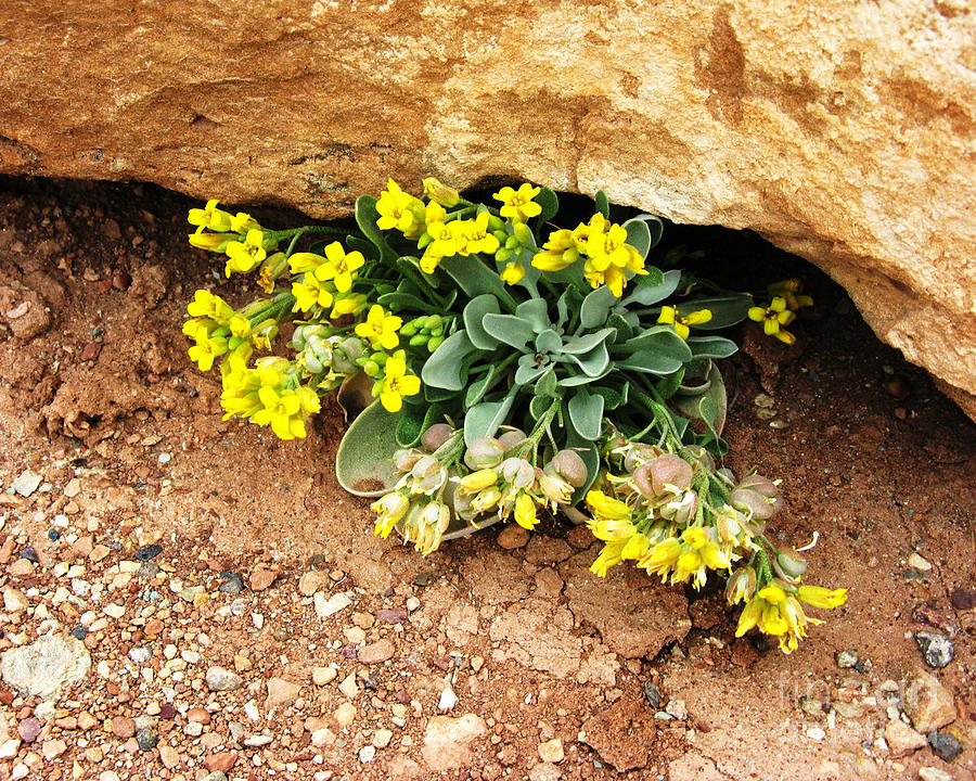 wild flowers