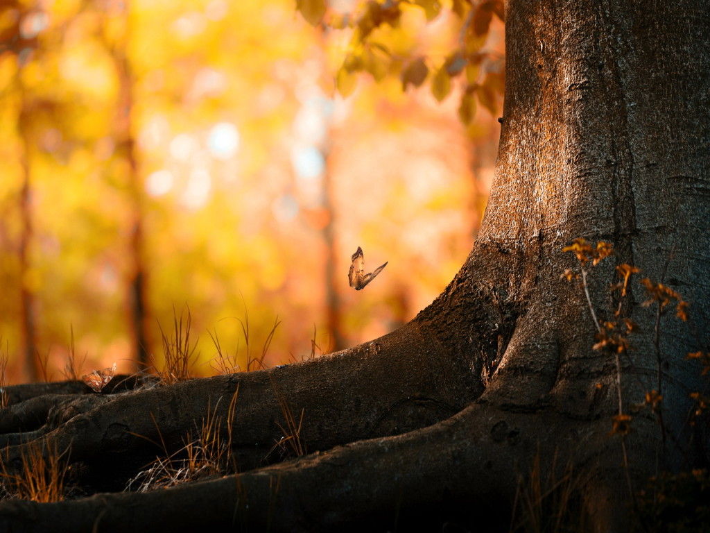 tree nature